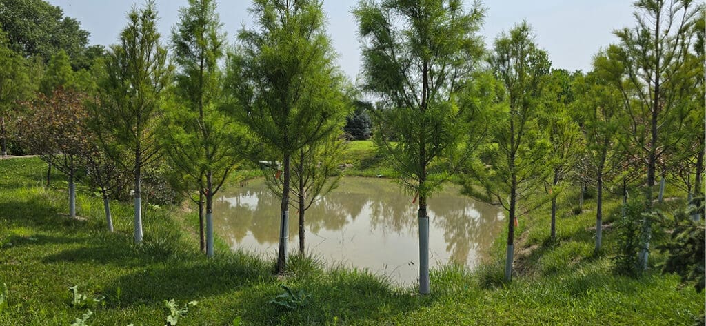 Row of young trees with protective tubes along a small pond in a grassy park.